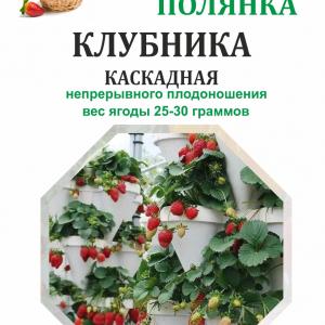 Земляника Каскадная (вид 3)