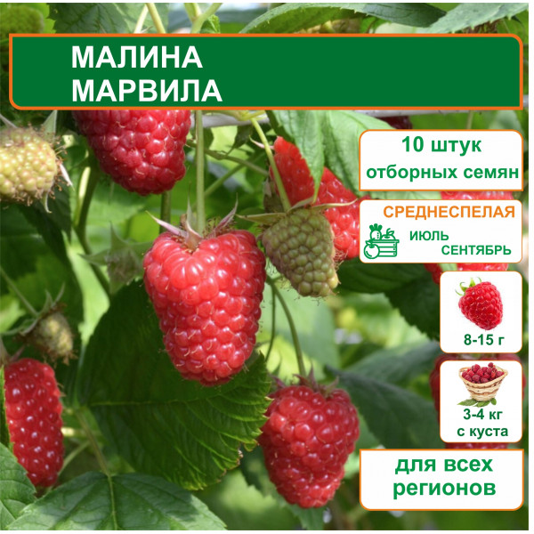 Малина Марвила (вид 1)