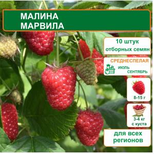 Малина Марвила