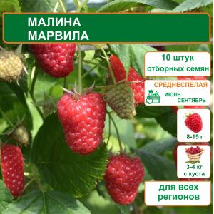 Малина Марвила (вид 1)