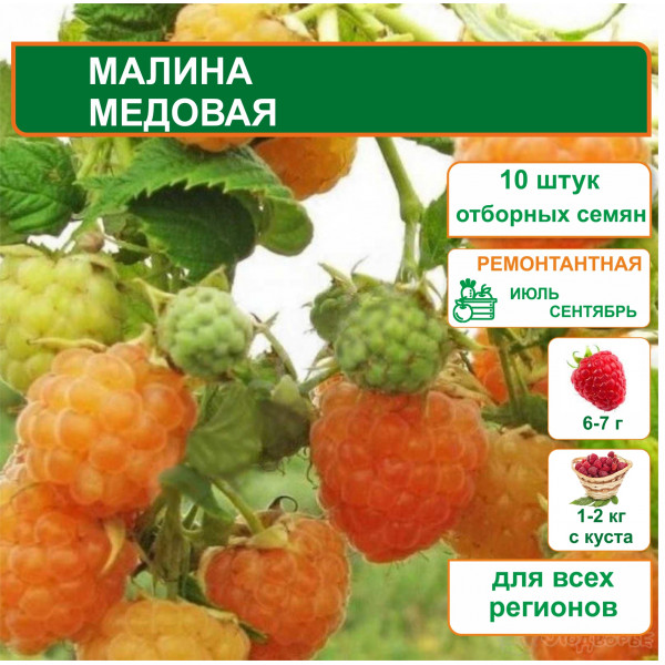 Малина Медовая (вид 2)