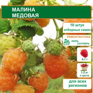 Малина Медовая (вид 2)